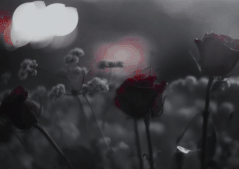 139110f4163819c2cf4b6bc6b7defbc5-ezgif-com-crop-1.gif