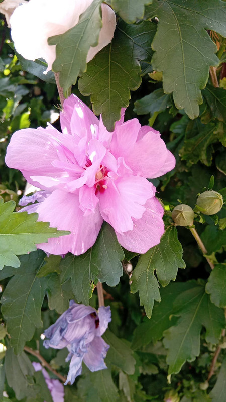 https://i.postimg.cc/3JGT5D1G/738691594-10238170336854794-57378212254130833-n.jpg