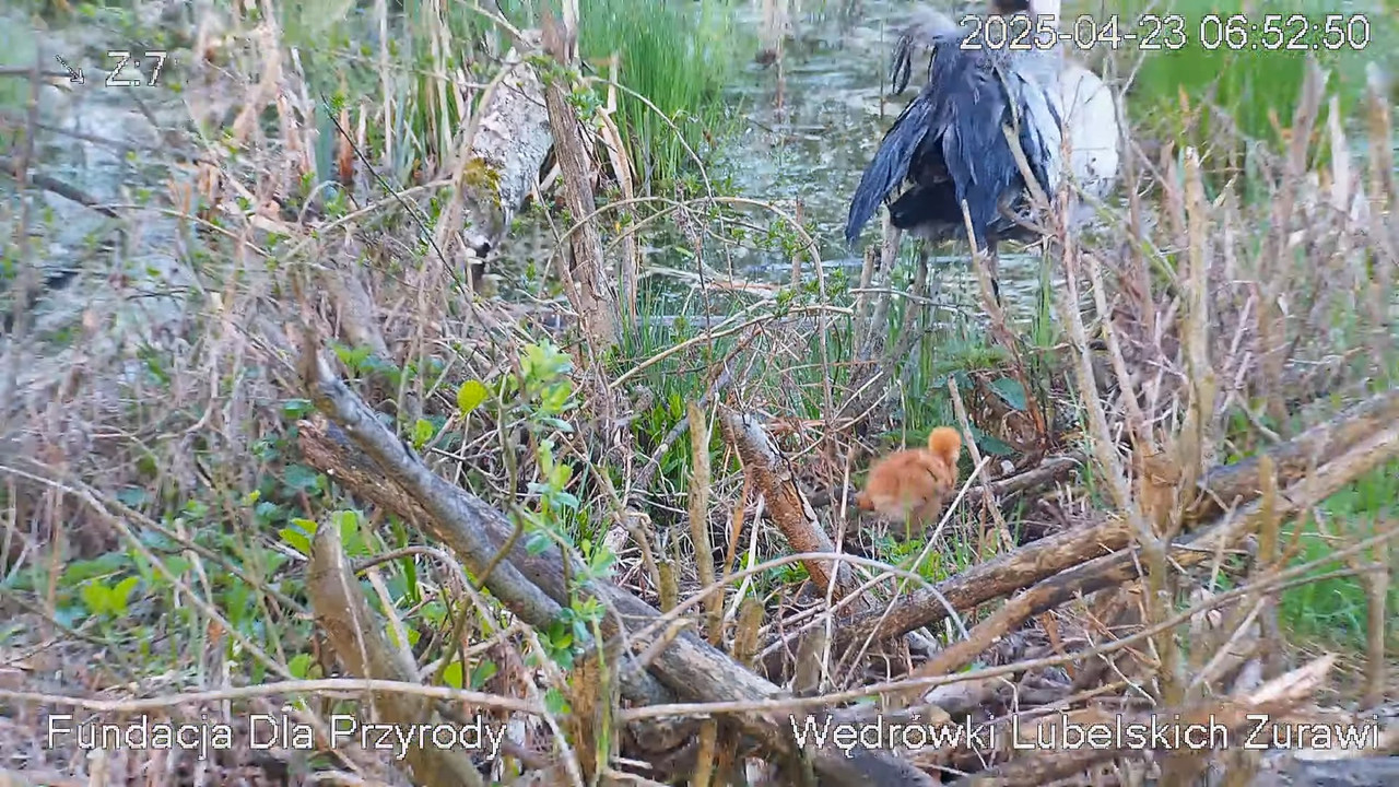 Tiešraides kamera ar dzērvju ligzdu netālu no Poleski PN. Tiešraides kamera, kas ligzdo parasto dzēr