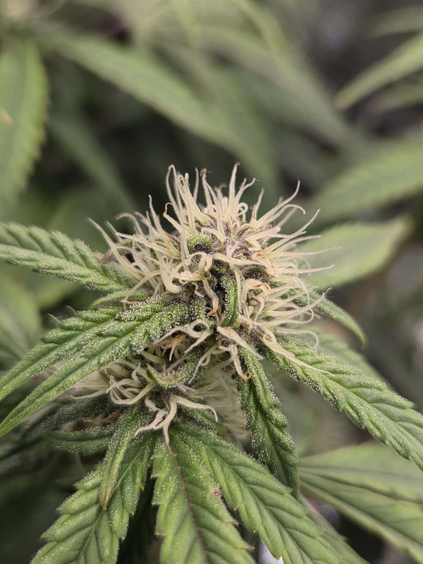 Messenger creation 92ED836E 5450 4BE6 B8FD 64F26929F383