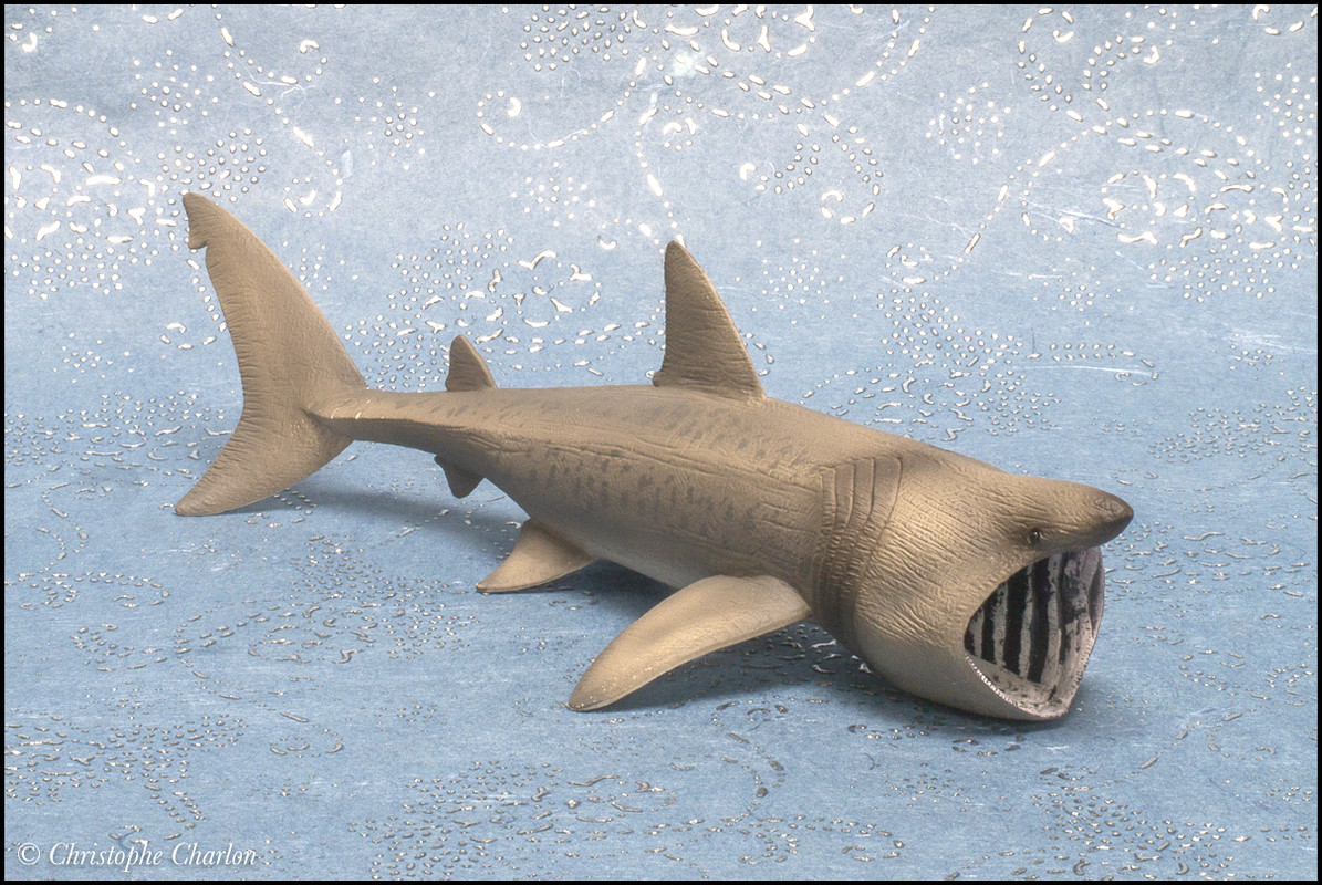 The STS 2021 Animal toy of the year - Papo European robin ! CollectA_88914_Basking_Shark_1