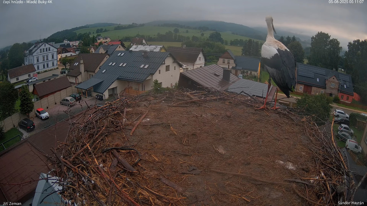 Živá kamera - Mladé Buky - čapí hnízdo 4K 6-18-55 screenshot