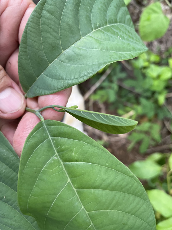 4308E0B6-DAA6-4A77-BEE7-9226C354FF4B