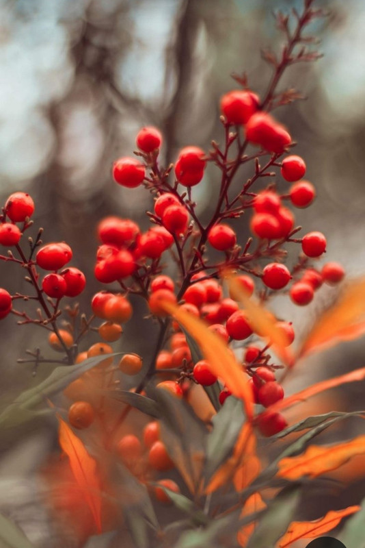 Screenshot_20231222_174528_Pinterest