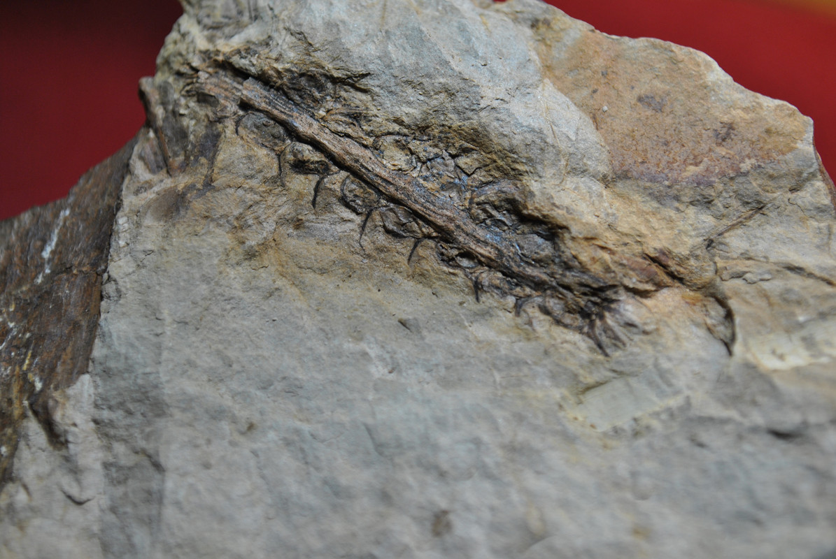Calamites Schlotheim ,1820. Annularia sternberg , 1822 . - Page 5 DSC-2860