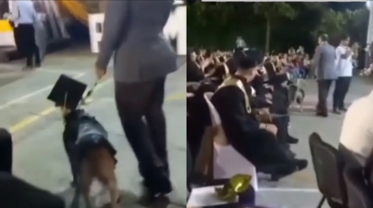 Esta perrita se ganó a las redes sociales por graduarse de la escuela