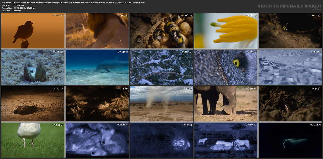 Secret.World.of.Sound.with.David.Attenborough.2024.S01E01.Hunters.and.Hunted.1080p.NF.WEB-DL.DDP5.1.