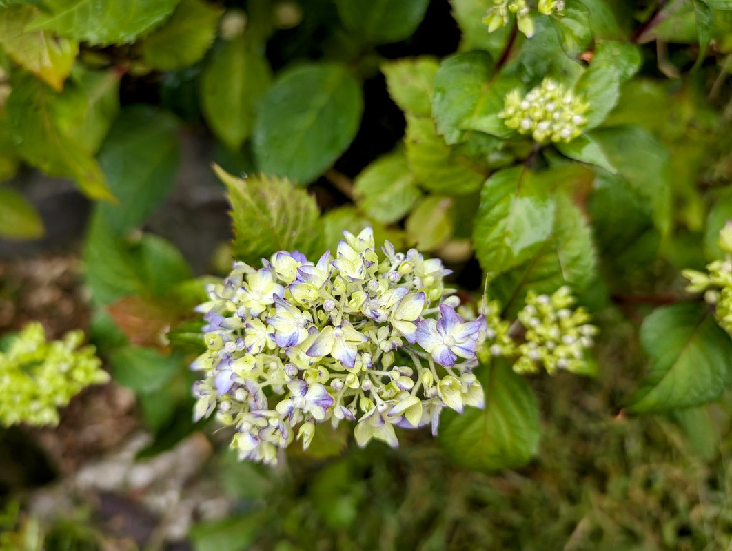 PXL_20240717_095406988.MP~2