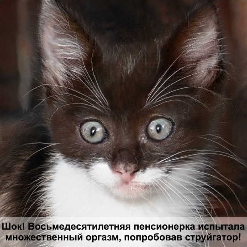 почему у кошек светятся глаза в темноте