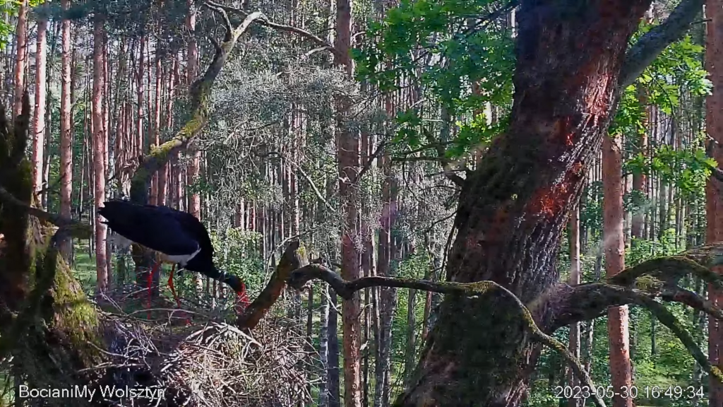 Zrzut ekranu (15979)