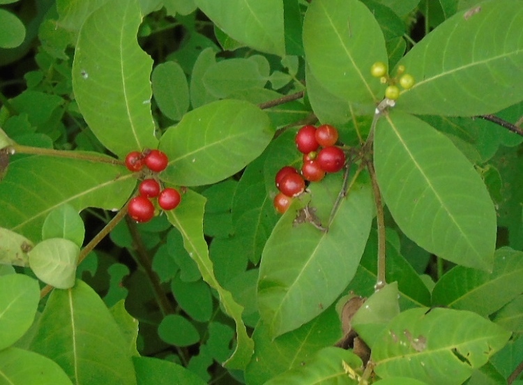 Chalchupa / Hierba cancerina