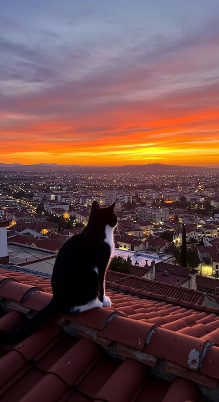 Close-up of a small cat receiving attention.