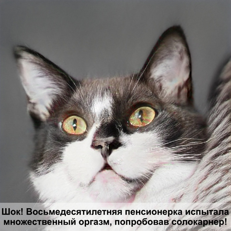 самая большая кошка название