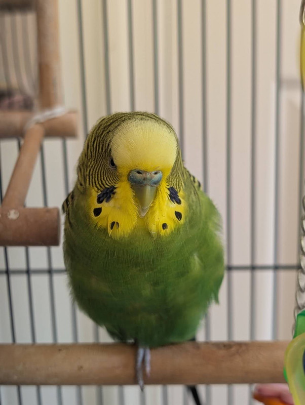 Bobo 2