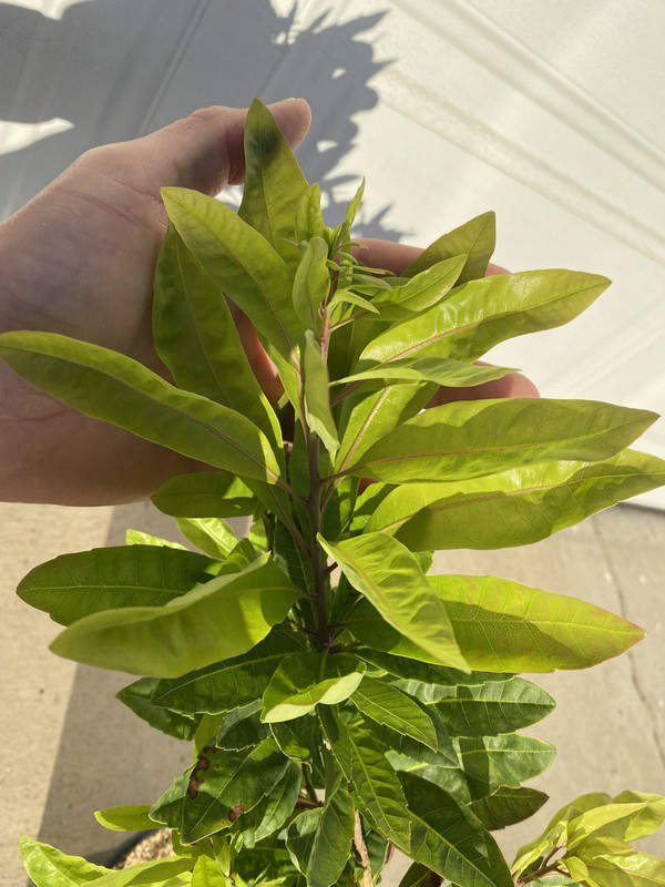 DA2D154D-779B-4AD1-8B4F-9F03CE5FE2E3