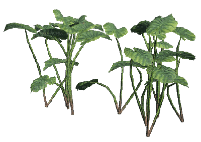 lake plants