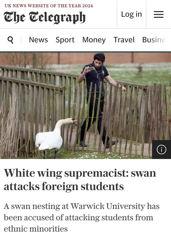 White-Wing-Supremacist-Swan-Attacks-Foreign-Students.jpg