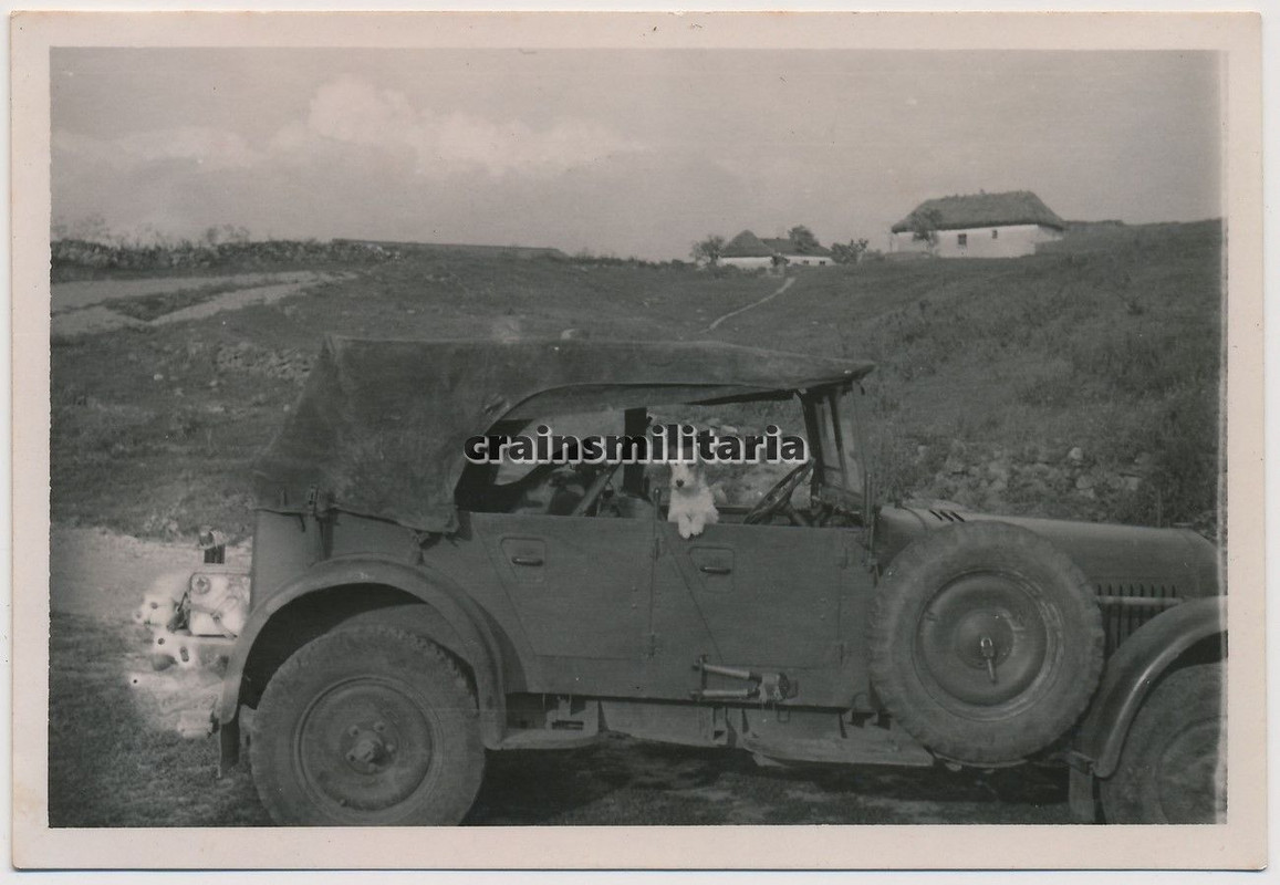 Orig. Foto Hund in Kübelwagen Stoewer M12 Pkw in