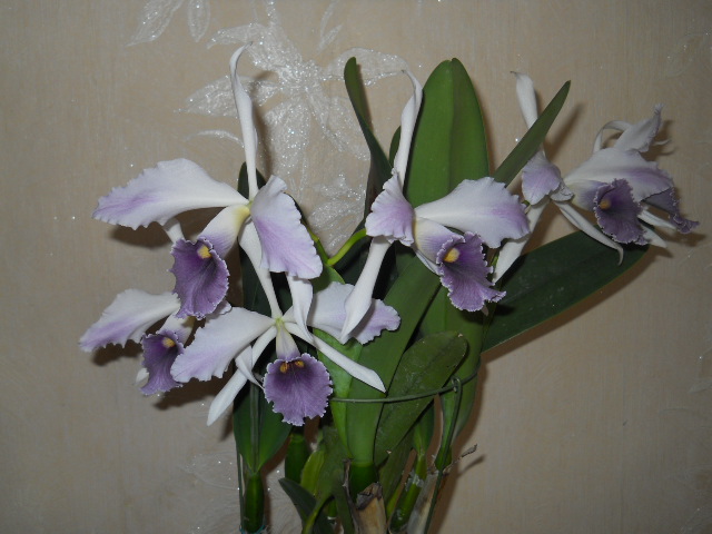 DSCN6826