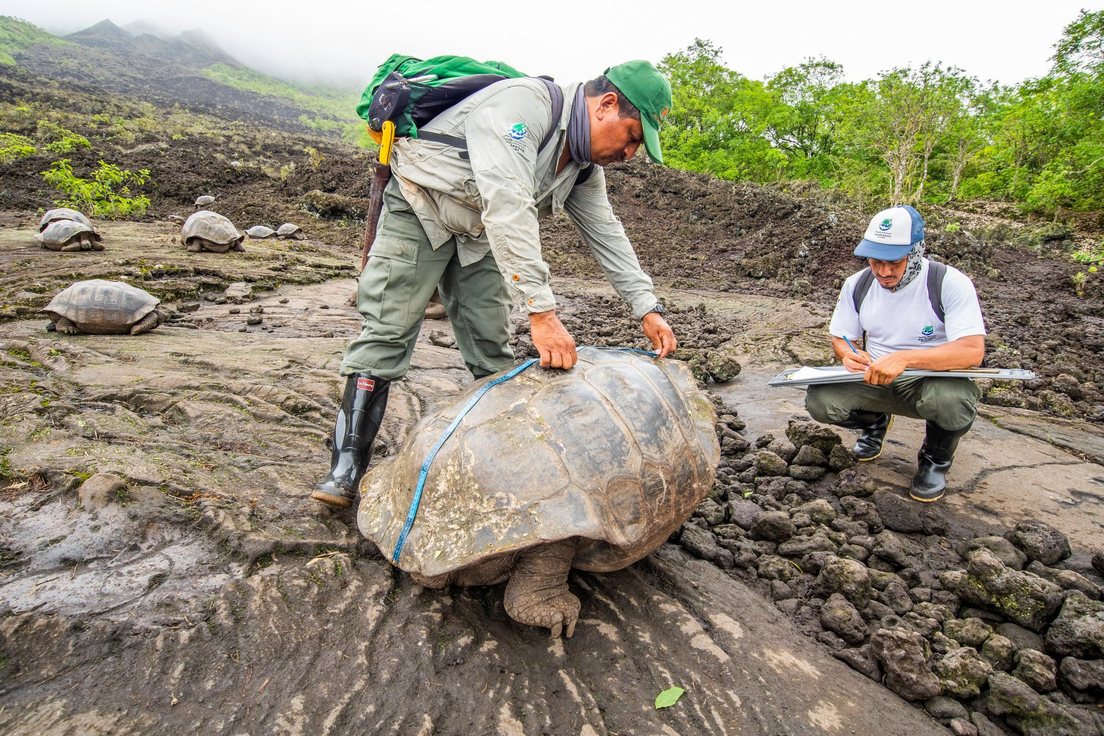 Cuatro virus son detectados en tortugas en las islas Galápagos