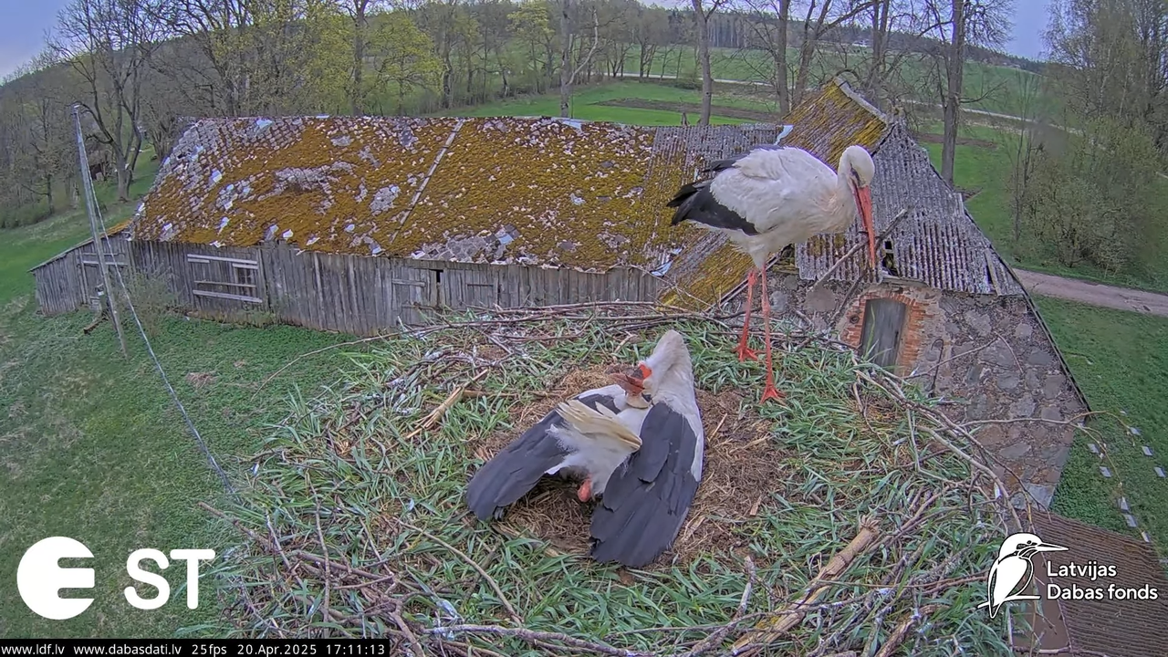 (44) Baltie stārķi (Ciconia ciconia) Tukuma novadā __ White storks in Tukums, Latvia - YouTube - 676