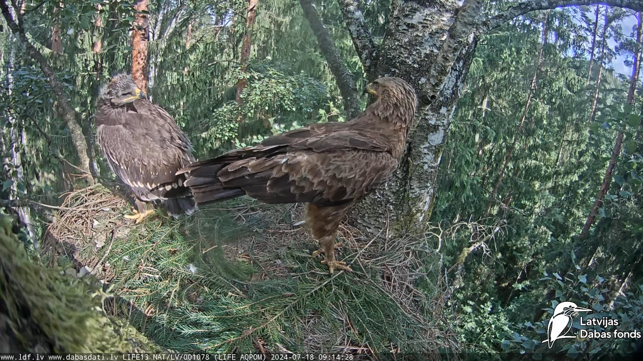 Mazais ērglis (Clanga pomarina), ligzda bērzā - LDF tiešraide 16-46-48 screenshot