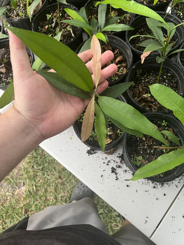 066A296A-D272-4887-8BAE-8D31B2FE214E