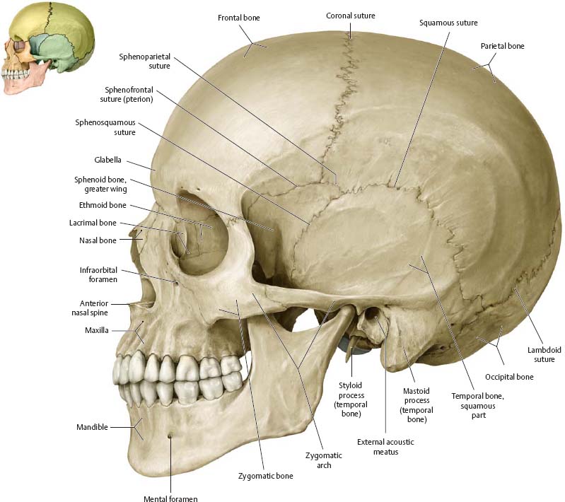 [Image: skull.jpg]