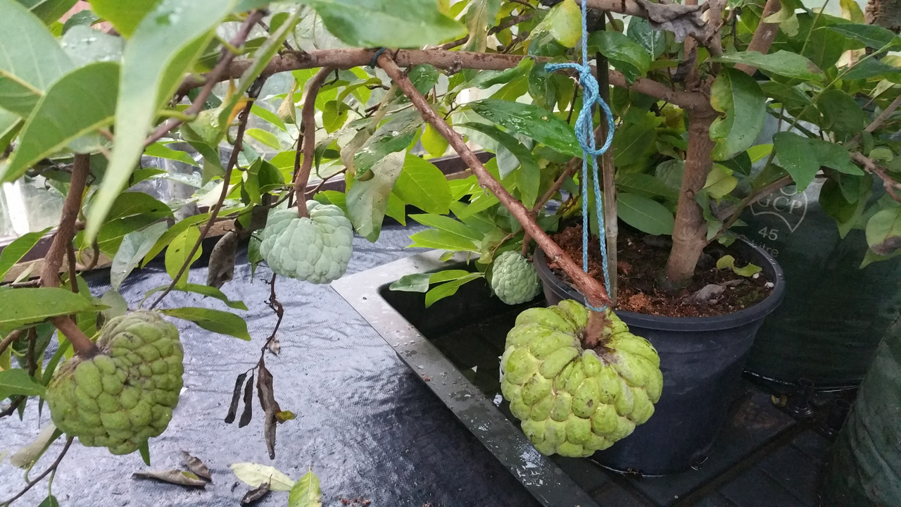 giant sugar apple (16)