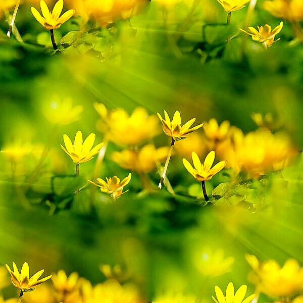 depositphotos-188481169-stock-photo-spring-floral-background-texture-wallpaper
