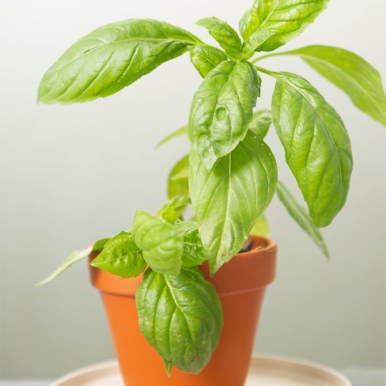 Maceta Basil