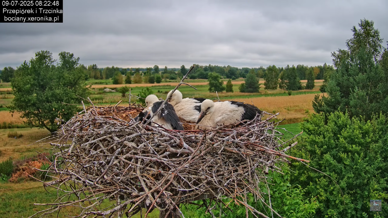 09072025bociany32