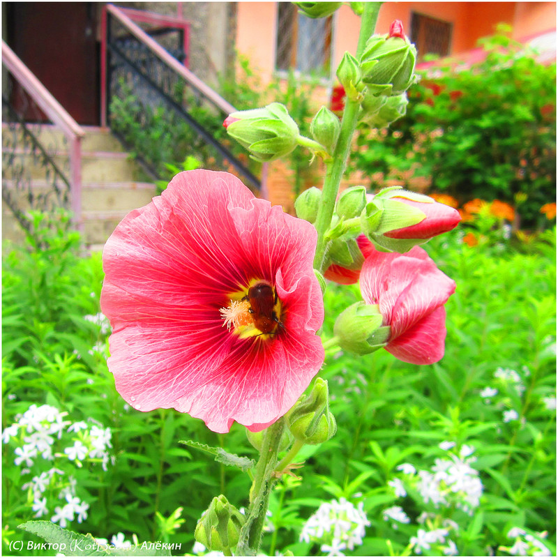 IMG-4854-2015