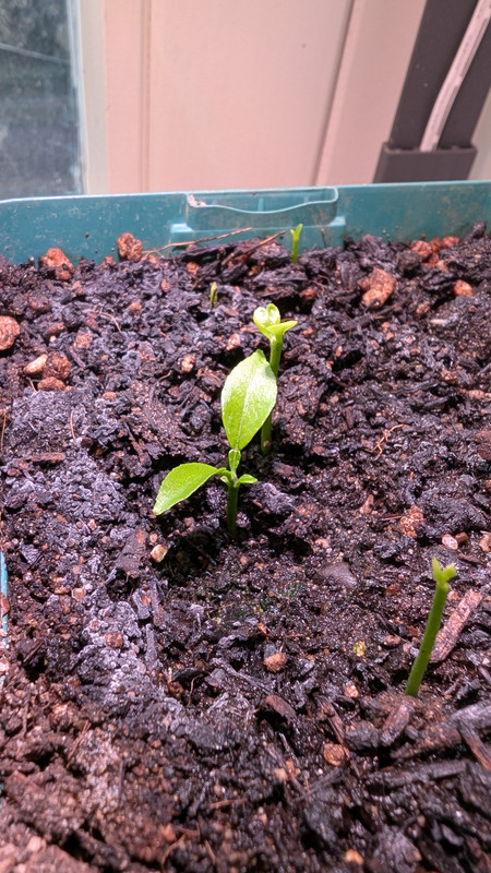 PXL_20250124_122846833.MP