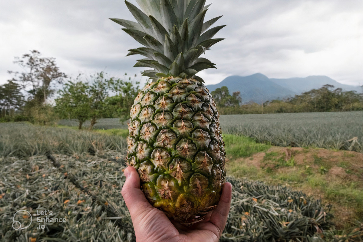 freshly picked pineapple from costa rica pineapple farm_photos_v2_x2_colored