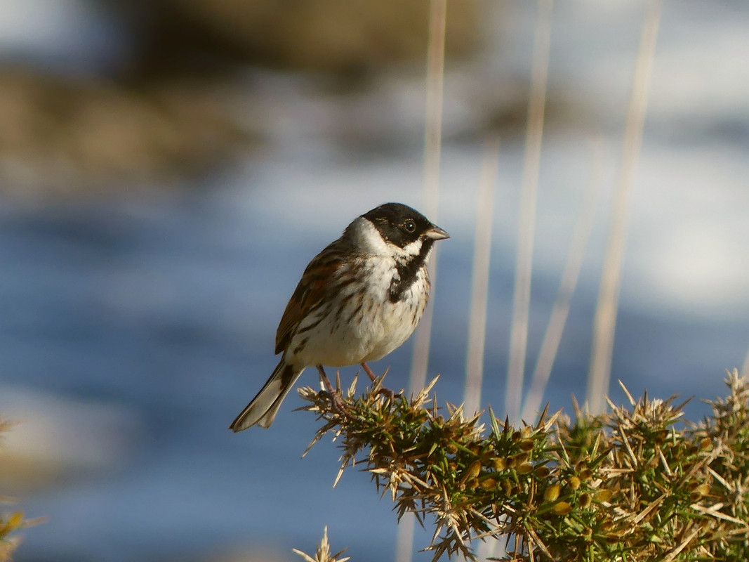 REED BUNTING 9 310324