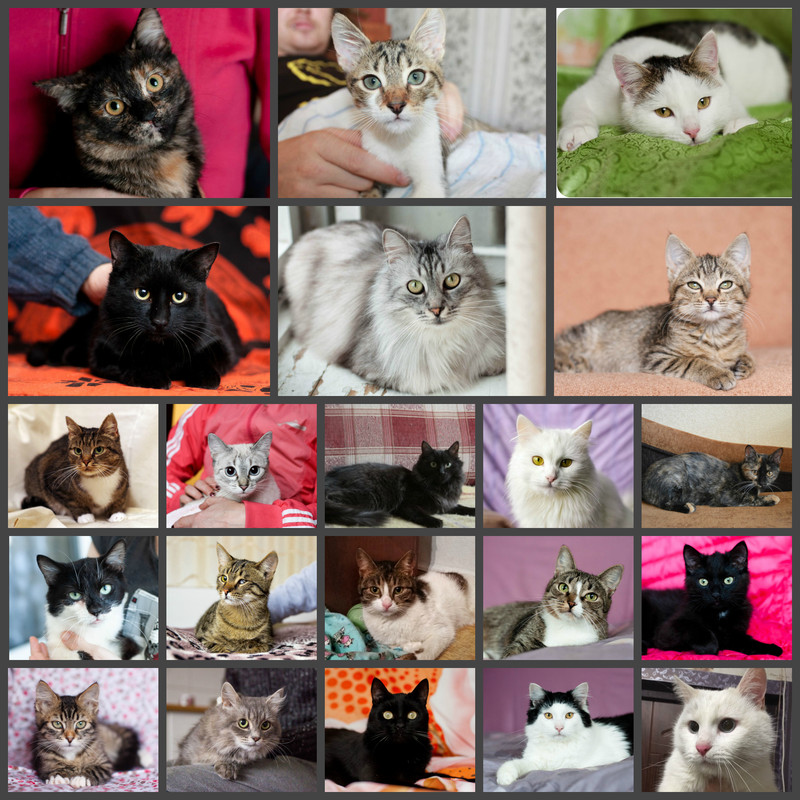 новый коллаж4