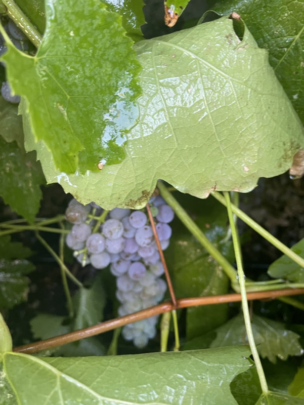 F8E580AA-B35F-42A4-96F8-243760198C72_1_105_c