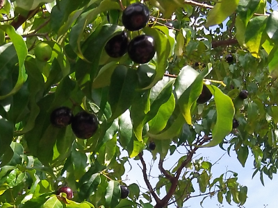 Eugenia candolleana 4