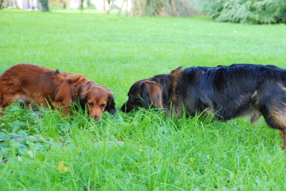 [Image: DSC-1307.jpg]