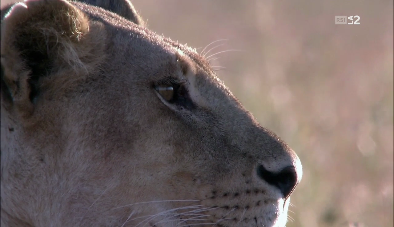 vlcsnap-2016-12-11-08h26m54s583