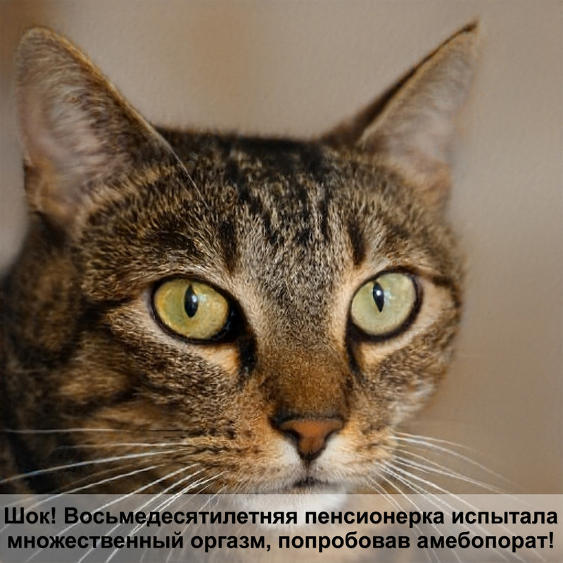 сибирская кошка серебристого окраса