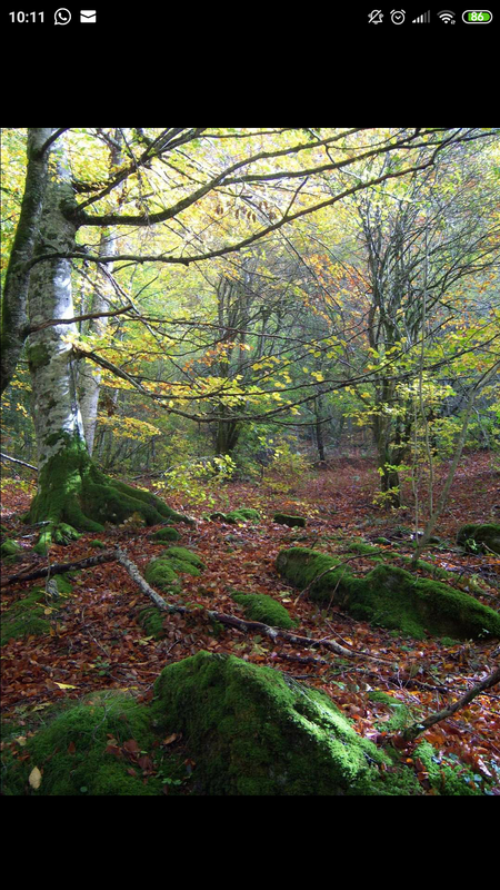 Screenshot_2020-10-20-10-11-38-022_com.facebook.katana