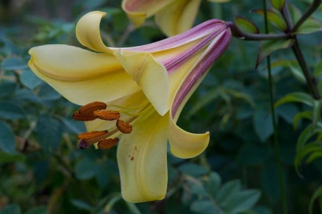 [Image: Trumpet-lilies-African-queen-768x512.jpg]