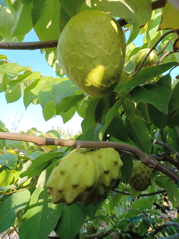 cherimoya
