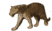 guyana-jaguar