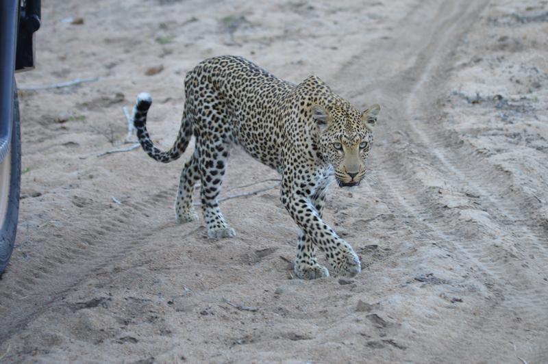 DÍA 11:  KRUGER (Lower Sabie)- SABI SAND (Elephant Plains Game Lodge) - Sudáfrica y Seychelles 2018 -  Una Honeymoon llena de vida (25)