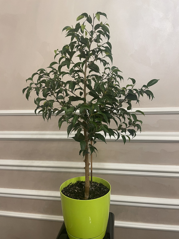 69801214-F150-4373-BDE5-38A56BFB2E8A