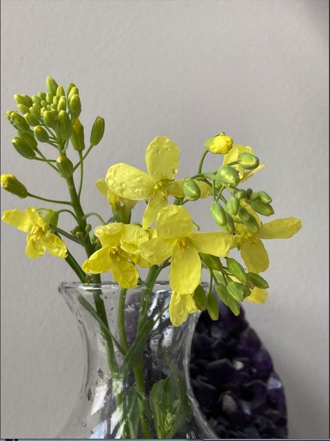 [Image: Collardflower.jpg]