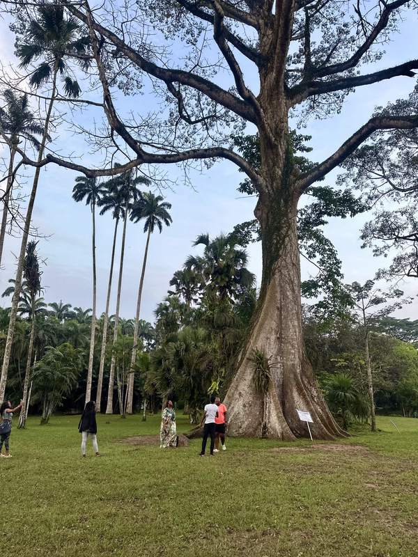 Travellers gathered beneath the giant silk cotton tree at Aburi Botanical Gardens, Ghana